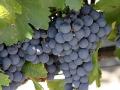 malbec